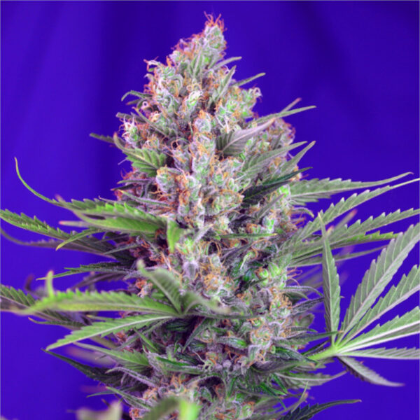 Nasiona marihuany Cream Mandarine F1 Fast Version Sweet Seeds
