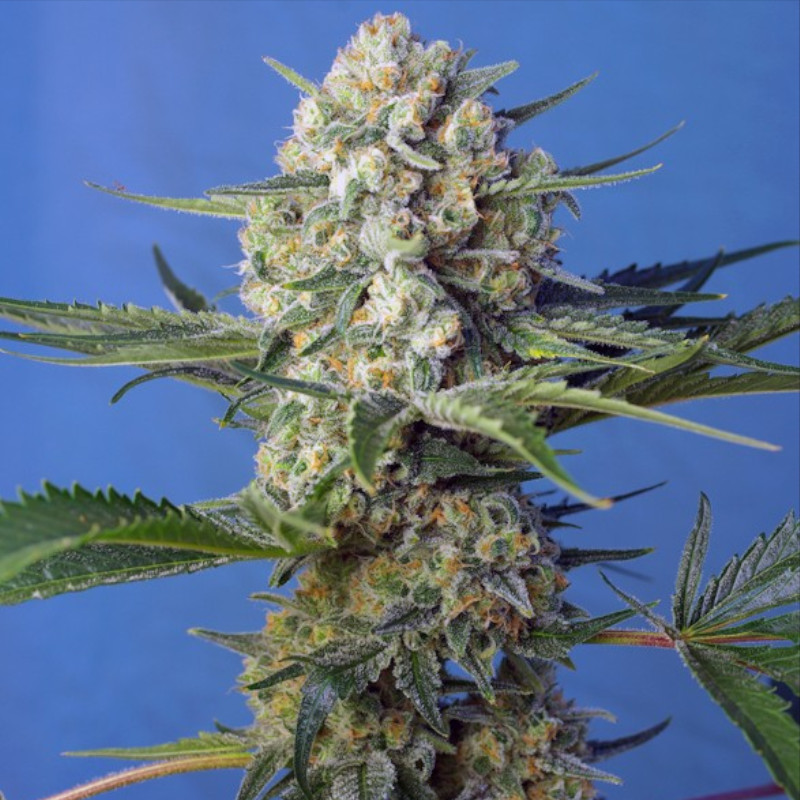 Nasiona marihuany Crystal Candy F1 Fast Version Sweet Seeds