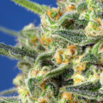 Nasiona marihuany Crystal Candy F1 Fast Version Sweet Seeds
