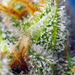 Nasiona marihuany Crystal Candy F1 Fast Version Sweet Seeds