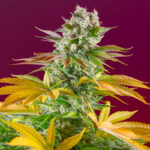 Nasiona marihuany Gorilla Girl F1 Fast Version Sweet Seeds