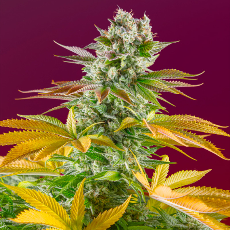Nasiona marihuany Gorilla Girl F1 Fast Version Sweet Seeds