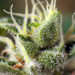 Nasiona marihuany Gorilla Girl F1 Fast Version Sweet Seeds