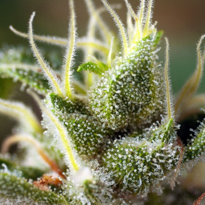 Nasiona marihuany Gorilla Girl F1 Fast Version Sweet Seeds