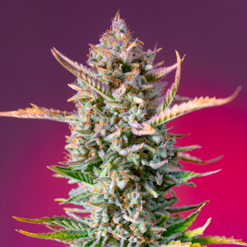 Nasiona marihuany Gorilla Sherbet F1 Fast Version Sweet Seeds