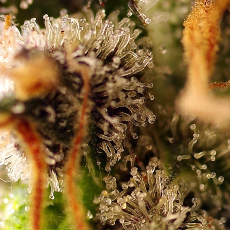 Nasiona marihuany Gorilla Sherbet F1 Fast Version Sweet Seeds
