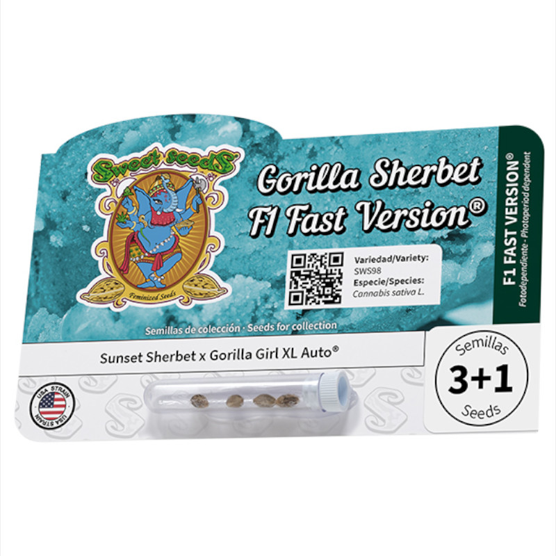 Nasiona marihuany Gorilla Sherbet F1 Fast Version Sweet Seeds