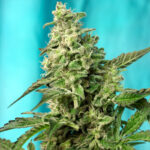 Nasiona marihuany Green Poison F1 Fast Version Sweet Seeds