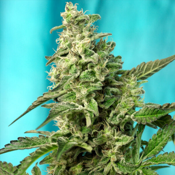 Nasiona marihuany Green Poison F1 Fast Version Sweet Seeds