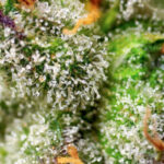 Nasiona marihuany Green Poison F1 Fast Version Sweet Seeds