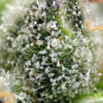 Nasiona marihuany Green Poison F1 Fast Version Sweet Seeds