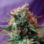 Nasiona marihuany Jack 47 F1 Fast Version Sweet Seeds