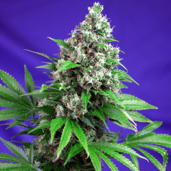 Nasiona marihuany Killer Kush F1 Fast Version Sweet Seeds