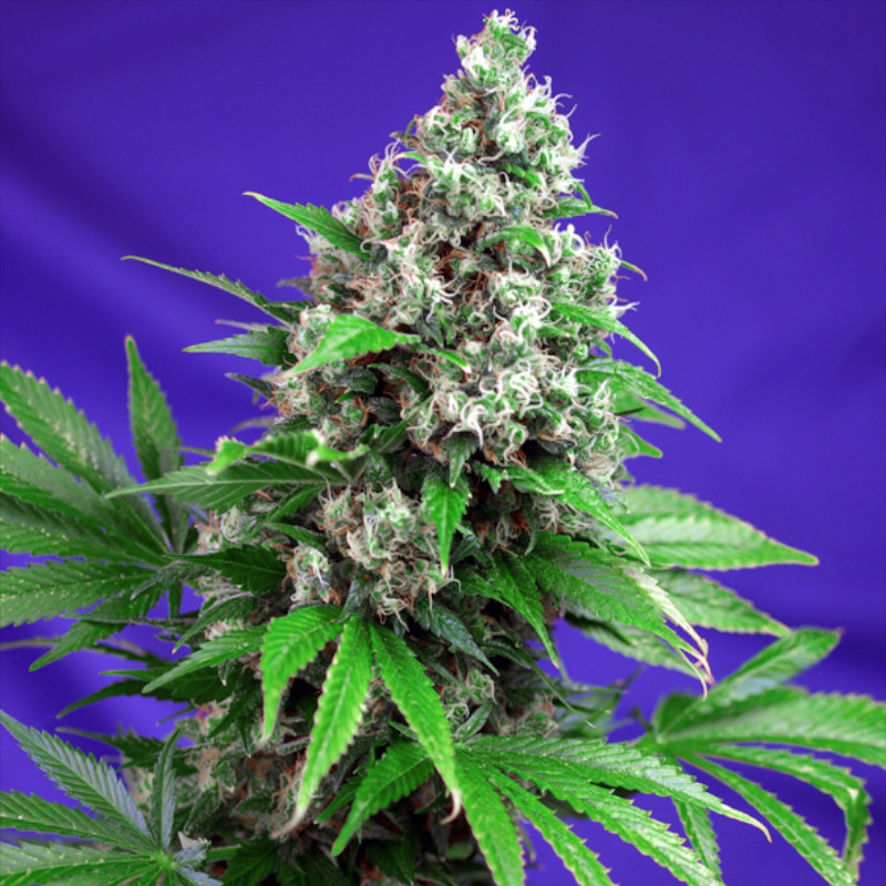 Nasiona marihuany Killer Kush F1 Fast Version Sweet Seeds