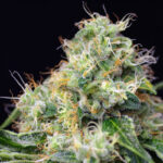 Nasiona marihuany Killer Kush F1 Fast Version Sweet Seeds