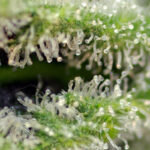 Nasiona marihuany Killer Kush F1 Fast Version Sweet Seeds