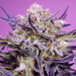 Nasiona marihuany Pink Guava F1 Fast Version Sweet Seeds