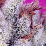 Nasiona marihuany Pink Guava F1 Fast Version Sweet Seeds