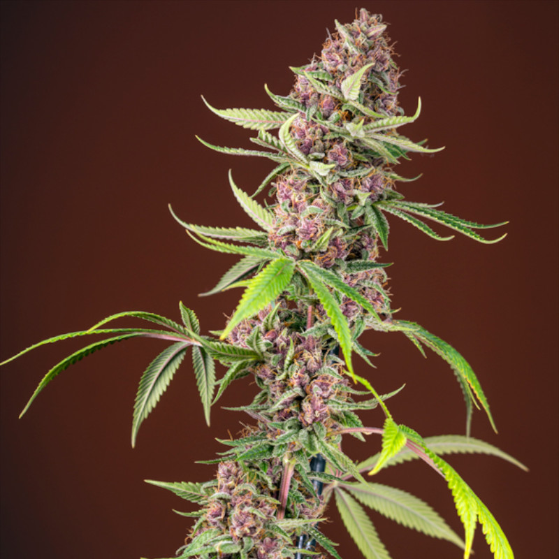 Nasiona marihuany Red Mandarine F1 Fast Version Sweet Seeds