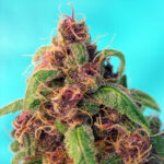 Nasiona marihuany Red Mandarine F1 Fast Version Sweet Seeds