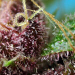 Nasiona marihuany Red Mandarine F1 Fast Version Sweet Seeds