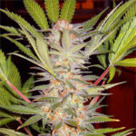 Nasiona marihuany S.A.D. Sweet Afgani Delicious F1 Fast Version Sweet Seeds