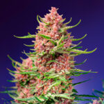 Nasiona marihuany Strawberry Cola Sherbet F1 Fast Version Sweet Seeds