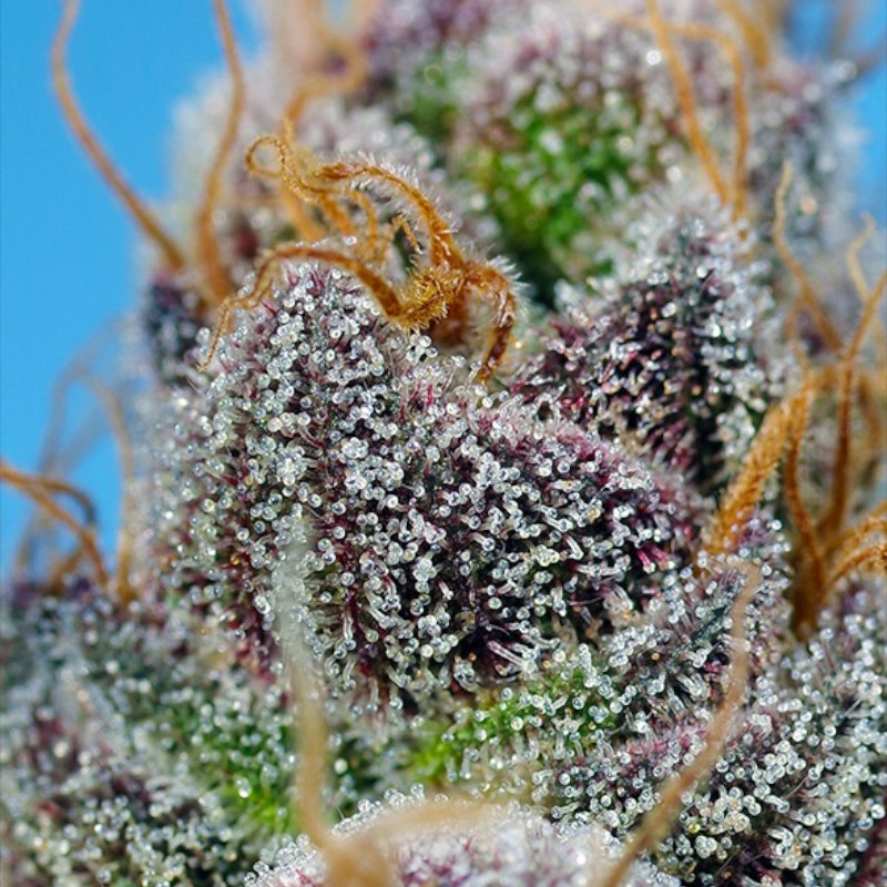 Nasiona marihuany Strawberry Cola Sherbet F1 Fast Version Sweet Seeds
