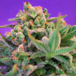 Nasiona marihuany Sweet Cheese F1 Fast Version Sweet Seeds