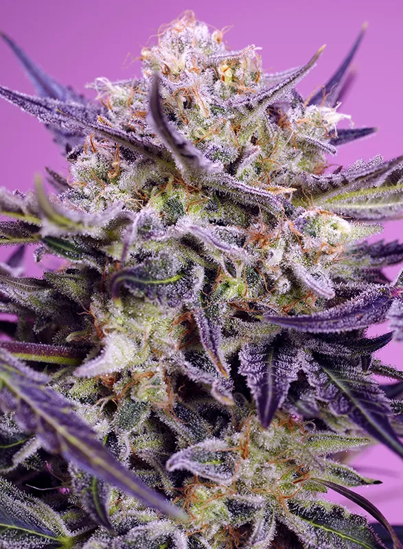 Pink Guava F1 Fast Version Sweet Seeds
