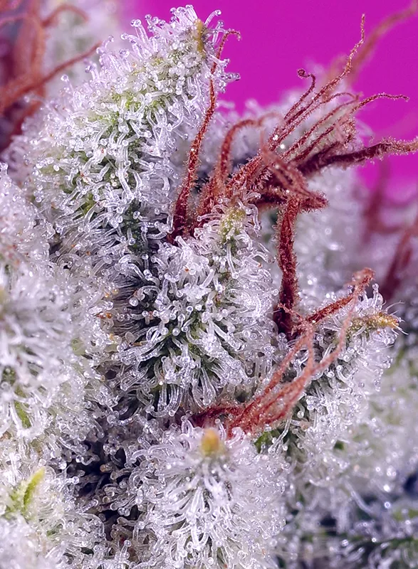 Pink Guava F1 Fast Version Sweet Seeds