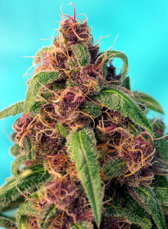 Red Mandarine F1 Fast Version Sweet Seeds