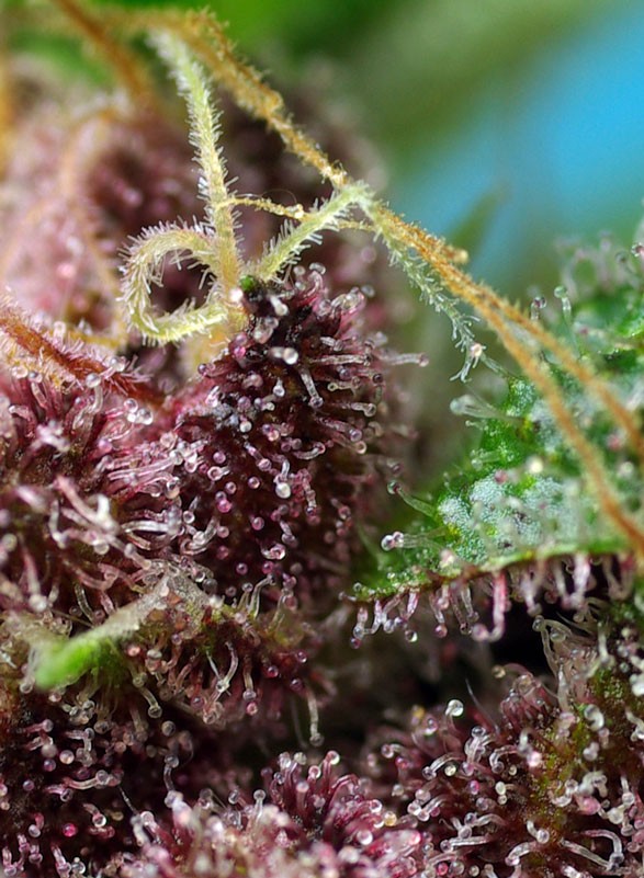 Red Mandarine F1 Fast Version Sweet Seeds