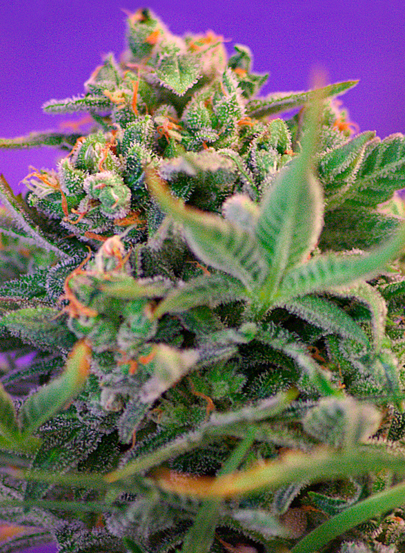 Sweet Cheese F1 Fast Version Sweet Seeds